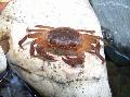 Aquarium Freshwater Crustaceans Freshwater Crab  Photo and characteristics
