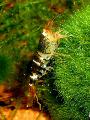 Aquarium Freshwater Crustaceans Serrata Shrimp  Photo and characteristics
