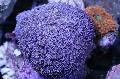 Aquarium Flowerpot Coral  Photo and characteristics