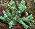 Aquarium Horn Coral (Furry Coral)  Photo and characteristics
