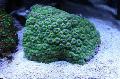 Aquarium Honeycomb Coral  Photo and characteristics