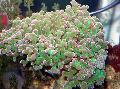   Hammer Coral (Torch Coral, Frogspawn Coral) Photo