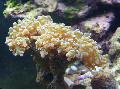 Aquarium Hammer Coral (Torch Coral, Frogspawn Coral)  Photo and characteristics
