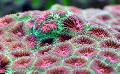 Aquarium Pineapple Coral (Moon Coral)  Photo and characteristics