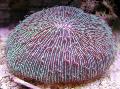   Plate Coral (Mushroom Coral) Photo
