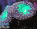 Aquarium Pineapple Coral  Photo and characteristics