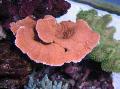 Aquarium Montipora Colored Coral  Photo and characteristics