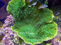 Aquarium Montipora Farbigen Korallen  Foto und Merkmale