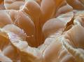   Fox Coral (Ridge Coral, Jasmine Coral) Photo