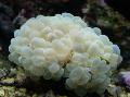 Aquarium Bubble Coral  Foto und Merkmale