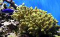   Porites Coral Photo