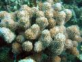 Acuario Porites Coral marrón Foto