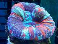 Aquário Coral Dente, Botão Coral, Scolymia variegado foto
