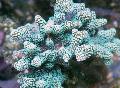 Aquarium Birdsnest Coral  Photo and characteristics