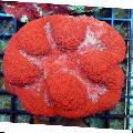 Aquarium Symphyllia Coral  Photo and characteristics