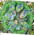 Fiskabúr Symphyllia Coral grænt mynd