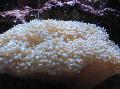 Aquarium Pearl Coral  Photo and characteristics