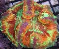 Akvaryum Beyin Kubbe Mercan, Wellsophyllia rengârenk fotoğraf