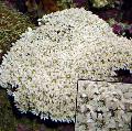 Aquarium Organ Pipe Coral  Photo and characteristics