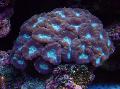 Acvariu Lanternă Coral (Candycane Coral, Trompeta Coral), Caulastrea violet fotografie