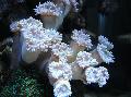 Aquarium Duncan Coral  Photo and characteristics