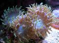 Аквариум Коралл Дункан, Duncanopsammia axifuga розовый Фото