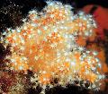 Aquarium Colt Mushroom (Sea Fingers)  Photo and characteristics