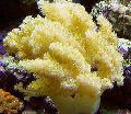 Aquarium Colt Pilz (Meer Finger)  Foto und Merkmale