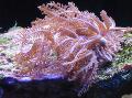 Aquarium Waving-Hand Coral clavularia Photo and characteristics