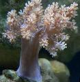 Aquarium Tree Soft Coral (Kenya Tree Coral)  Photo and characteristics