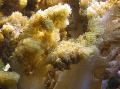 Aquarium Colt Korallen  Foto und Merkmale