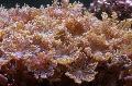 水族館 クローブPolipes clavularia フォト と 特性