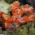 Aquarium Carnation Tree Coral  Photo and characteristics
