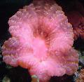 Aquarium Owl Eye Coral (Button Coral)  Photo and characteristics