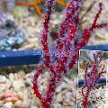 Akvārijs Pirksts Gorgonia (Finger Sea Fan), Diodogorgia nodulifera sarkans Foto