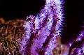 Aquarium Finger Gorgonia (Finger Sea Fan)  Photo and characteristics