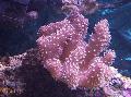   Finger Leather Coral (Devil's Hand Coral) Photo