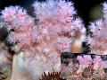   Flower Tree Coral  (Broccoli Coral) Photo
