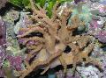   Sinularia Finger Leather Coral Photo