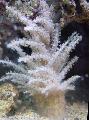   Christmas Tree Coral (Medusa Coral) Photo