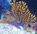hydroid hydroid Lace Stick Coral Photo