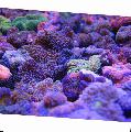 Akvaarium Floridian Ketas, Ricordea florida purpurne Foto