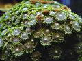 Aquarium Green Button Polyp  Photo and characteristics