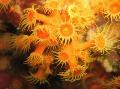 Aquarium Golden Zoanthid polyp Foto und Merkmale