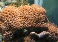 Aquarium White Encrusting Zoanthid (Caribbean Sea Mat) polyp Photo and characteristics