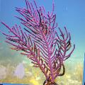 Aquarium Purple Brush Gorgonian sea fans Photo and characteristics