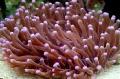 Aquarium Large-Tentacled Plate Coral (Anemone Mushroom Coral)  Photo and characteristics