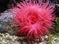 Aquarium Sea Invertebrates Bulb Anemone  Photo and characteristics