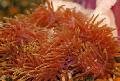 Aquarium Sea Invertebrates Magnificent Sea Anemone  Photo and characteristics