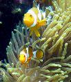 Aquarium Sea Invertebrates Magnificent Sea Anemone  Photo and characteristics
